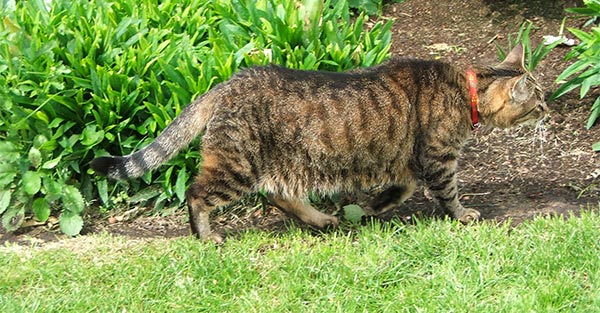  Tina the tabby knows where we are going! 