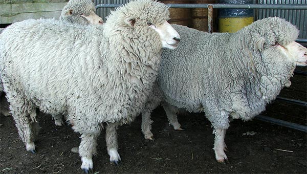  Fred is on the left, George is the dozy looking merino on the right. 