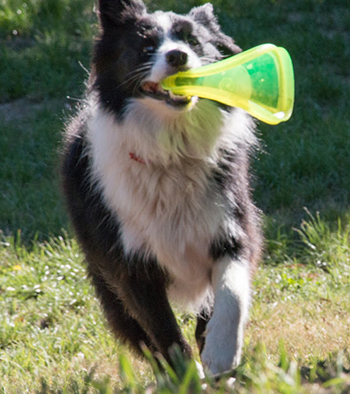  A special dog frisbee called a dogabee. Winnie likes to fold hers in half. 