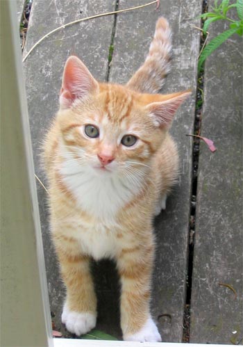 Little Ginger And White Kittens Images