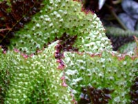 begonia-leaf-spines