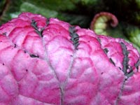 begonia-purple-leaf