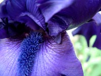 blue-bearded-iris-detail
