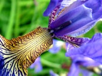 blue-bearded-iris