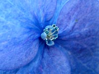 blue-purple-flower