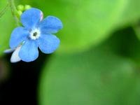 blue-wild-flower
