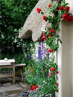 cottage-roses