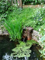 overgrown-water-feature