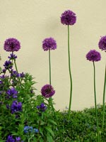 purple-blue-flowers