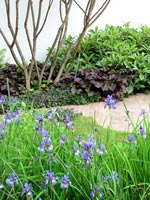 purple-blue-plantings