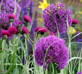  Ornamental onions were one of the many bold colours used in this 2004 show garden. 