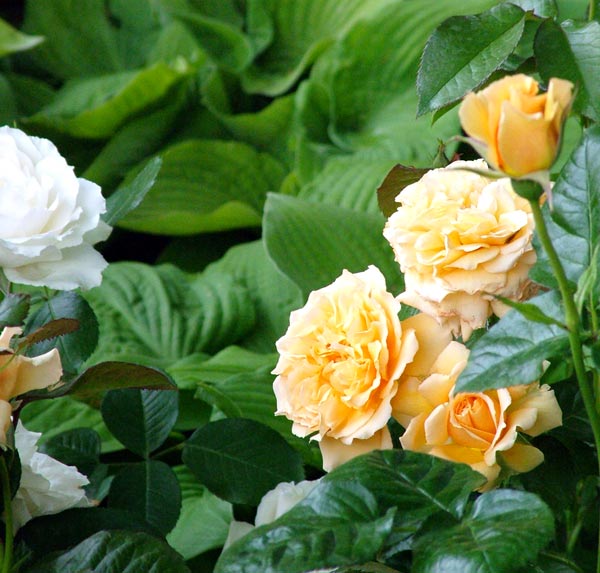  The Salvation Rose was bred specially for the 2004 Chelsea Flower Show. 