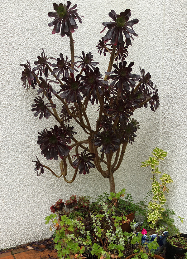  This shows how big Aeoniums can get. 