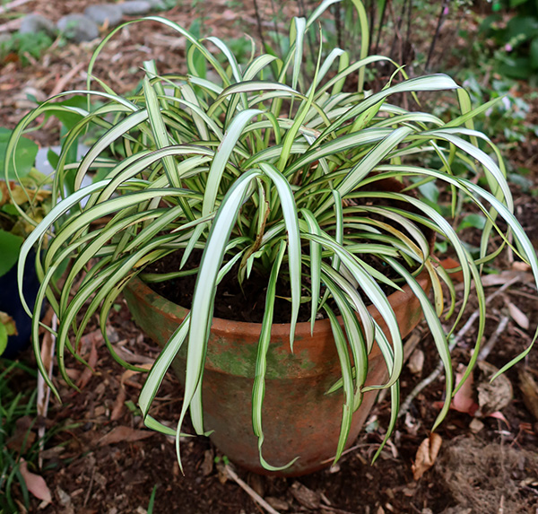  In a terracotta pot. 