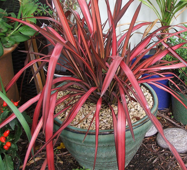  In a beautiful green pot. 