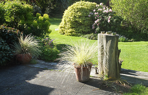  A New Zealand garden. 
