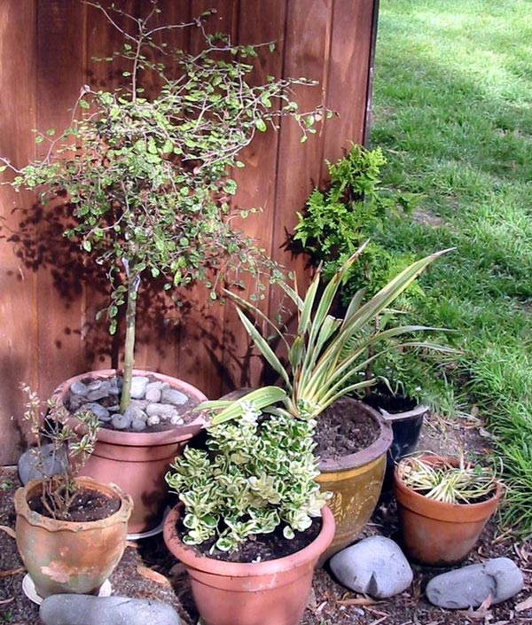  The plants are sheltered from direct frost for the winter. 