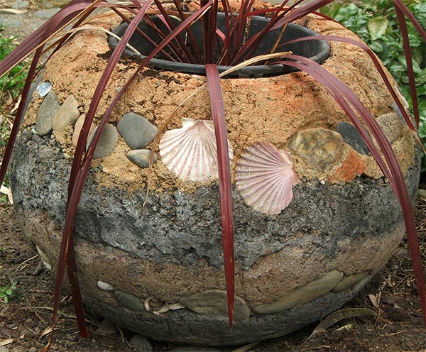  And a red cordyline which the dog has sat on and squashed... 