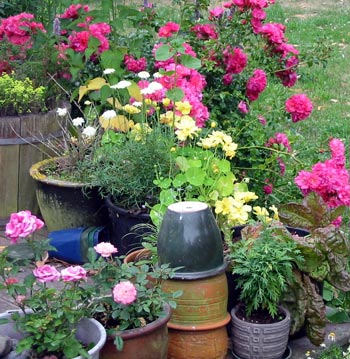 Gardening Gifts on Various Plants In Various Pots