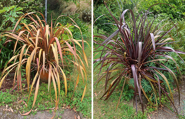  Two coloured hybrids placed in the garden. 