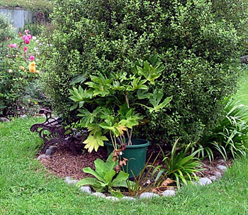  When the Pittosporum was still growing in a grass island. 