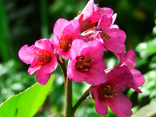  A deep pink coloured flower. 