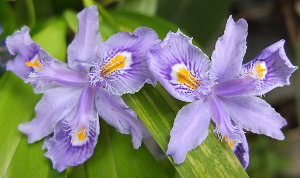  A scrambly plant, best in a non-manicured garden! 