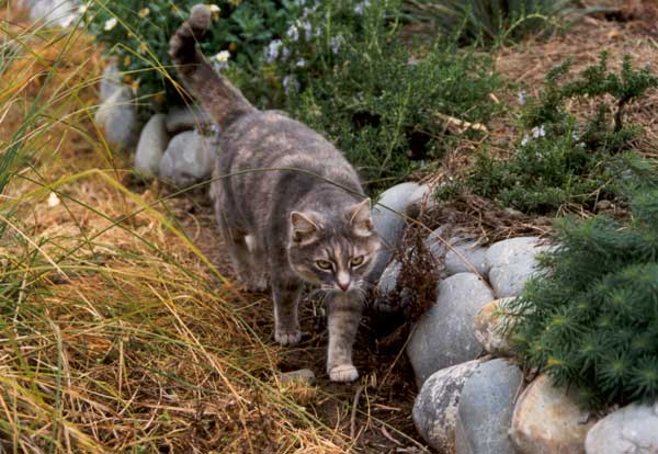  Jerome the Cat on a garden mission. 