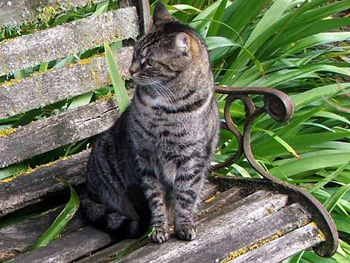  On the garden bench - before it was fixed. 