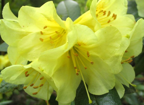 Yellow Rhododendron