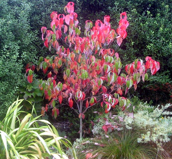  This tree colours bright red in Autumn. 