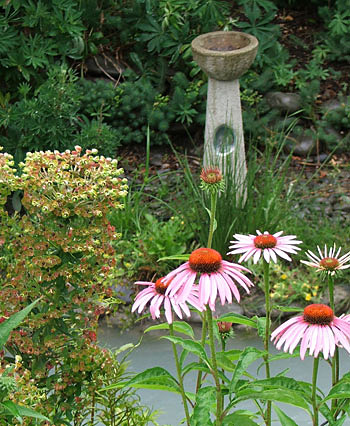 With echinacea in flower. 