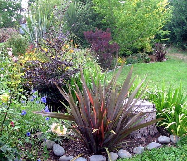 I love these flaxes - you'll find them planted everywhere in the garden. I love these flaxes - you'll find them planted everywhere in the garden.