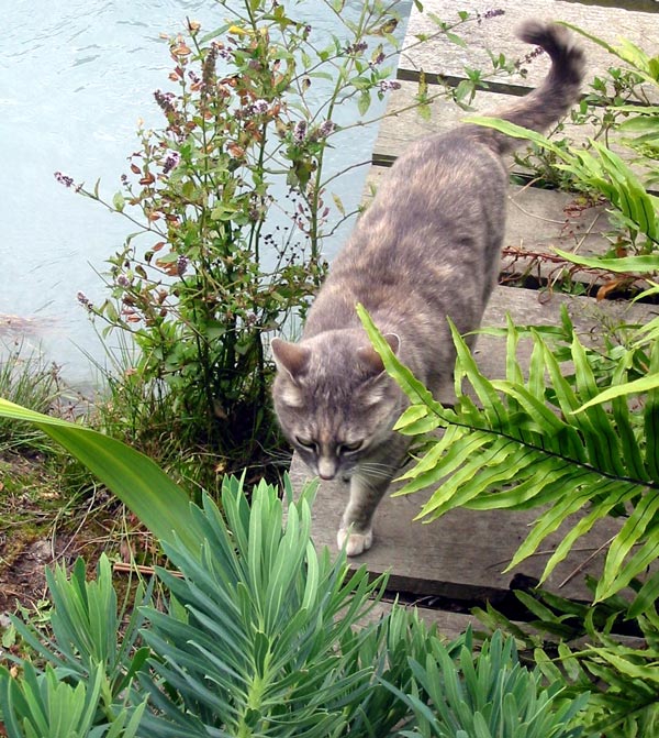  Jerome the cat is probably looking for the head gardener. 