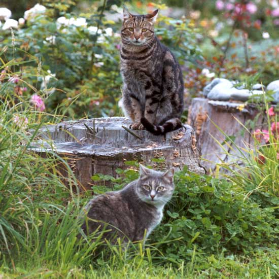  Sifter and Jerome - Garden Tree Stump Cats. 