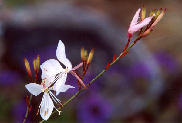  white gaura flower and purple verbena 