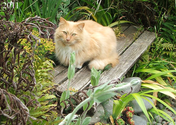  Big Fluff-Fluff the cat says goodbye. 