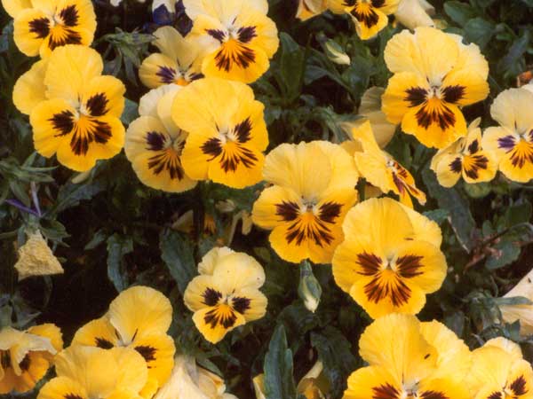  pansy flowers grown from seed 
