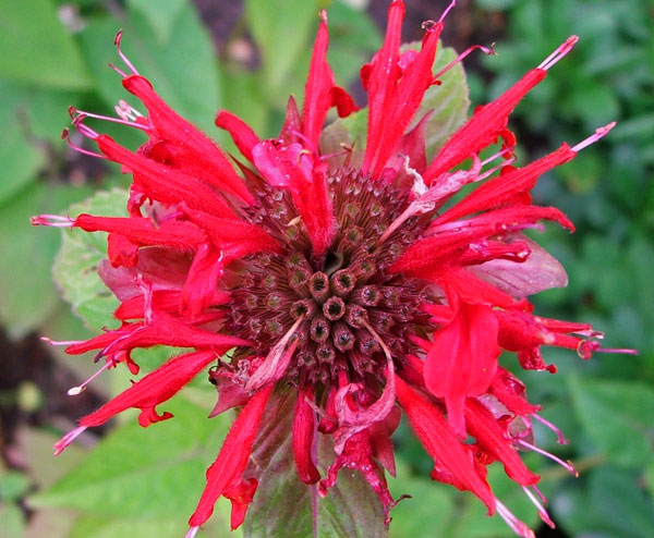  Also called Bergamot? I think it is... 