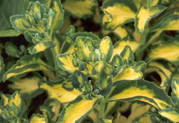 sedums are easy care plants sedums are easy care plants