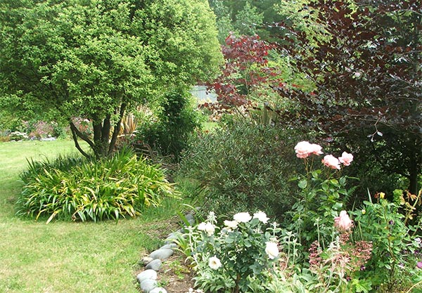  Where Margaret Merril is planted. 