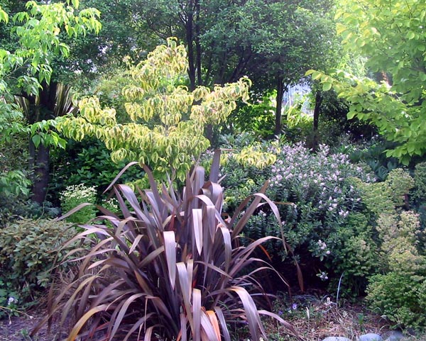  In spring a patch of purple flowering variegated honesty brightens up this view. 
