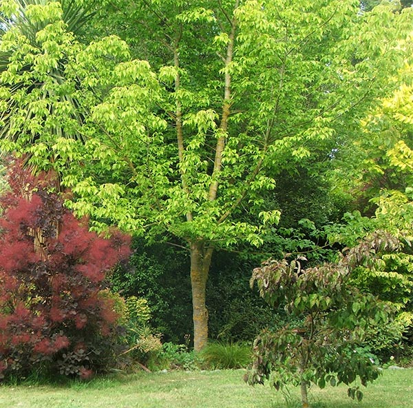  Cotinus is the proper name for the Smoke Bush. 