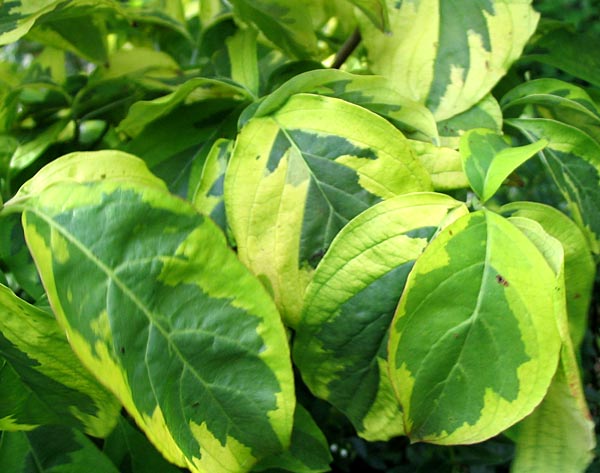 Variegated+dogwood+shrub+pruning