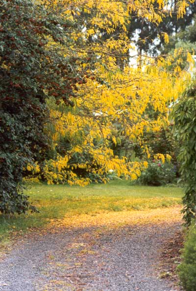  Mellow yellow. 