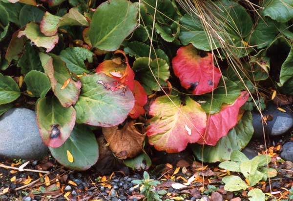 There is good foliage contrast in this plant pair. There is good foliage contrast in this plant pair.
