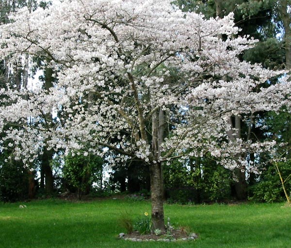 cherry tree blossoming. The Flowering Cherry Tree