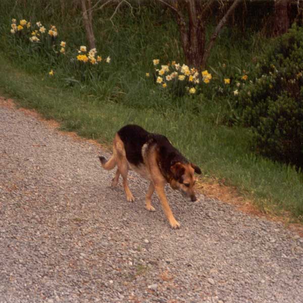  Taj-dog used to go cruising down the road when he thought nobody was checking on him. 