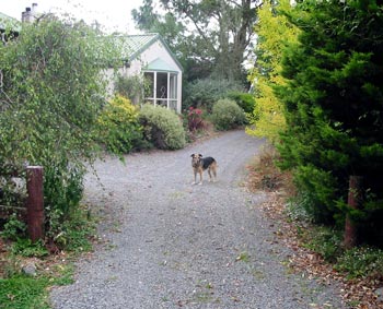 Taj-dog surveys his home. 