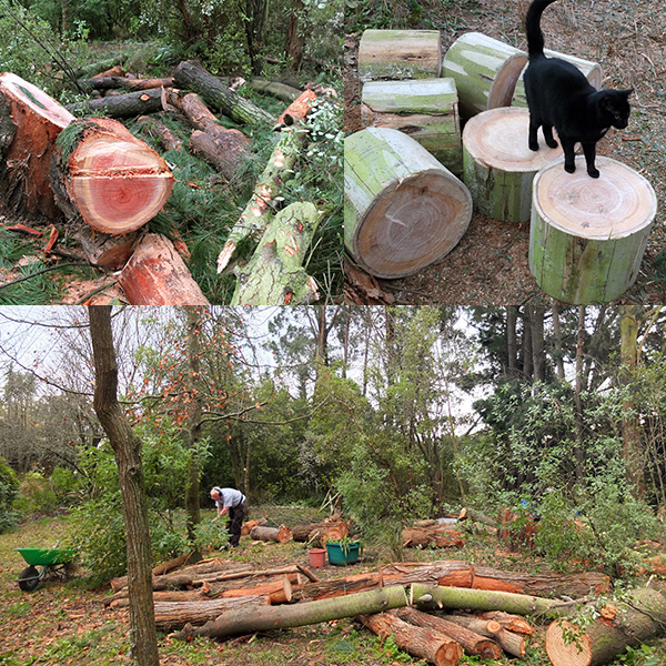  NGP hard at work at some pine branches, while Buster the cat tests out the gum tree logs 